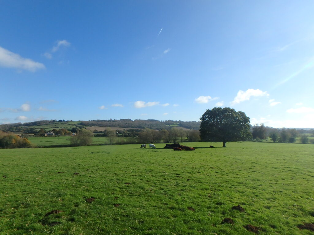 レイコックの牧場